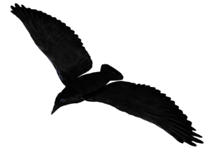 Raven PNG-71466
